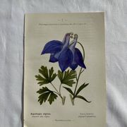 Planche Naturaliste – Gravure botanique ancienne 19eme  recto verso