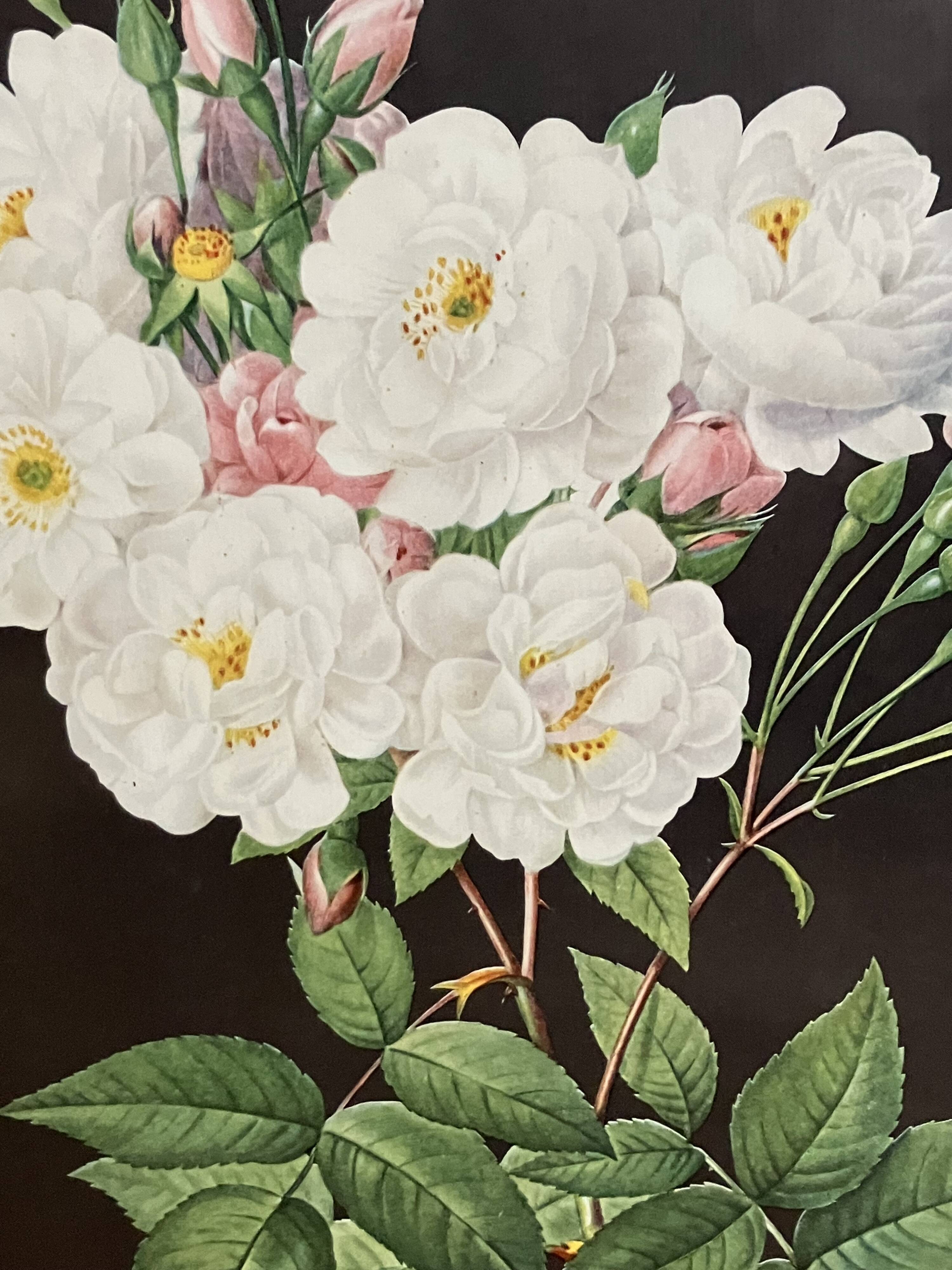 Lithograph - botanical plate "Rose of Philippe Noisette" by PJ Redouté