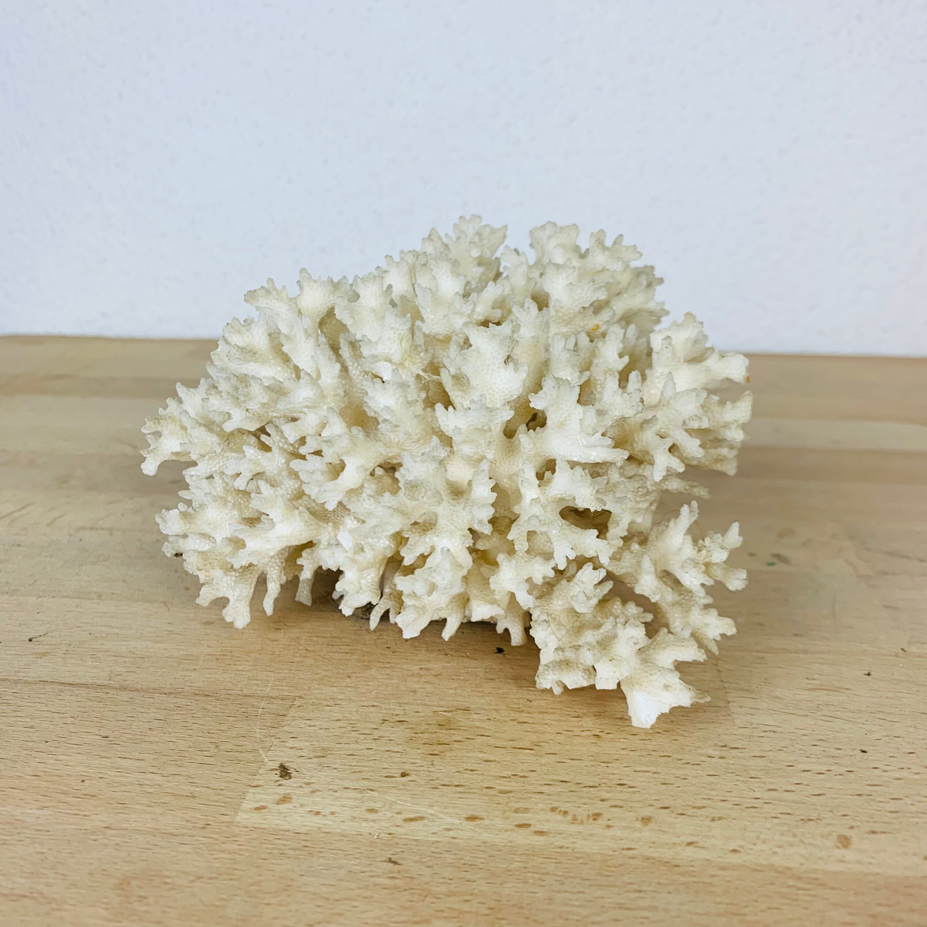 Natural old white coral 15 cm