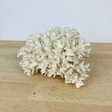 Natural old white coral 15 cm