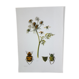Insect board