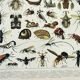 Old engraving 1898, Insects 2, entomology • Lithograph, Original plate