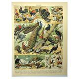 Gravure ancienne 1897 - Oiseaux 4, espèces de basse-cour