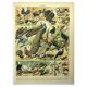 Antique engraving 1897 - Birds 4, farmyard species
