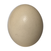 Oeufs d'autruche origine Afrique