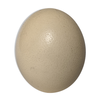 Ostrich eggs from Africa