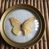 Butterfly frame