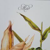 Corn botanical poster