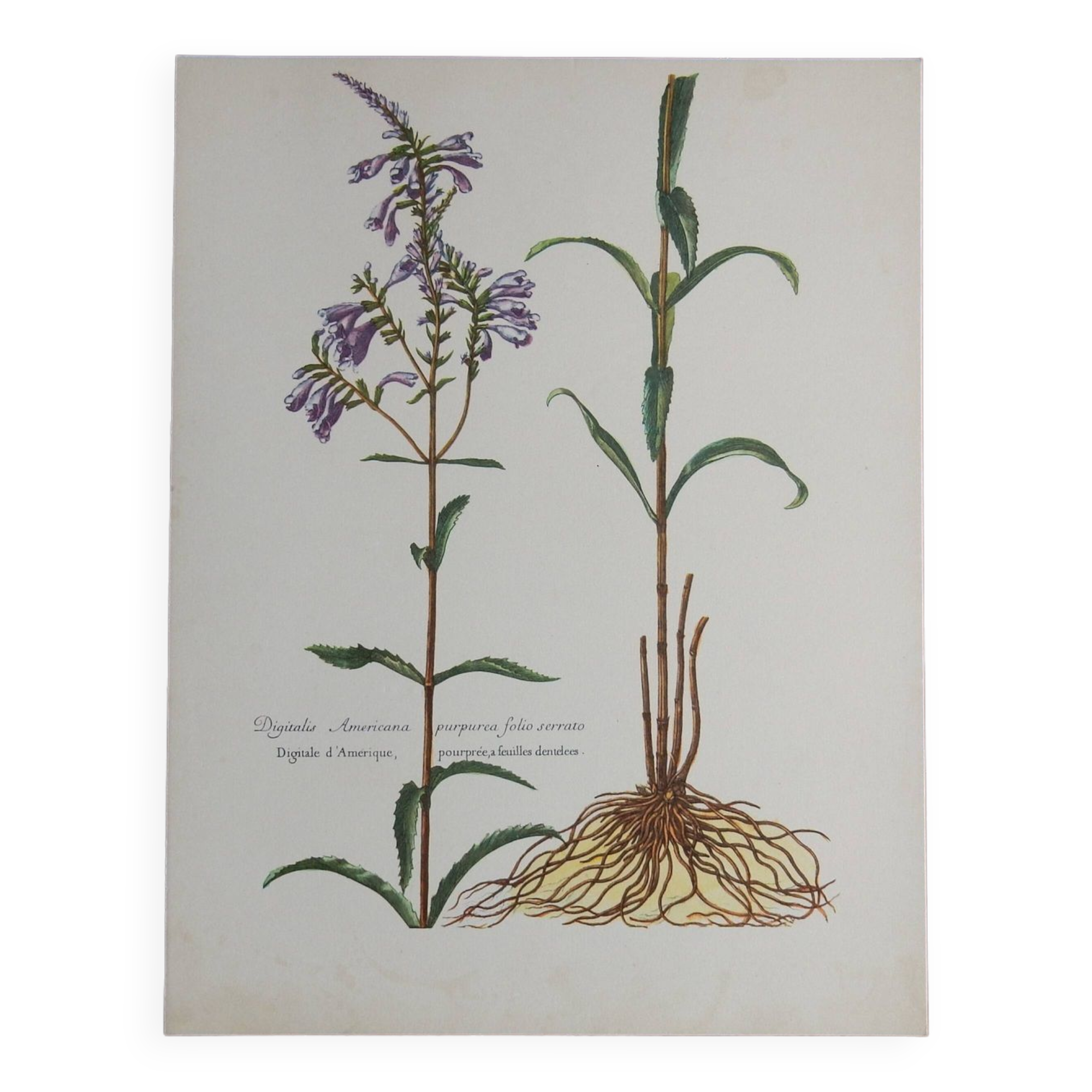 planche botanique Digitale d'Amérique vintage années 60