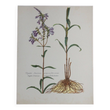 planche botanique Digitale d'Amérique vintage années 60