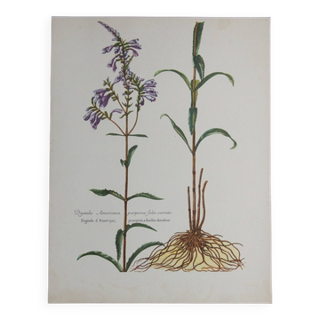 vintage digitale botanical board from America 1960s