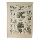 Old engraving 1922 M. Dessertenne - Insects "harmful" to trees