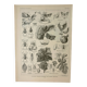 Old engraving 1922 M. Dessertenne - Insects "harmful" to trees