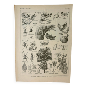 Old engraving 1922 M. Dessertenne - Insects "harmful" to trees