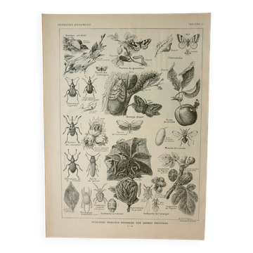 Old engraving 1922 M. Dessertenne - Insects "harmful" to trees