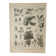 Old engraving 1922 M. Dessertenne - Insects "harmful" to trees