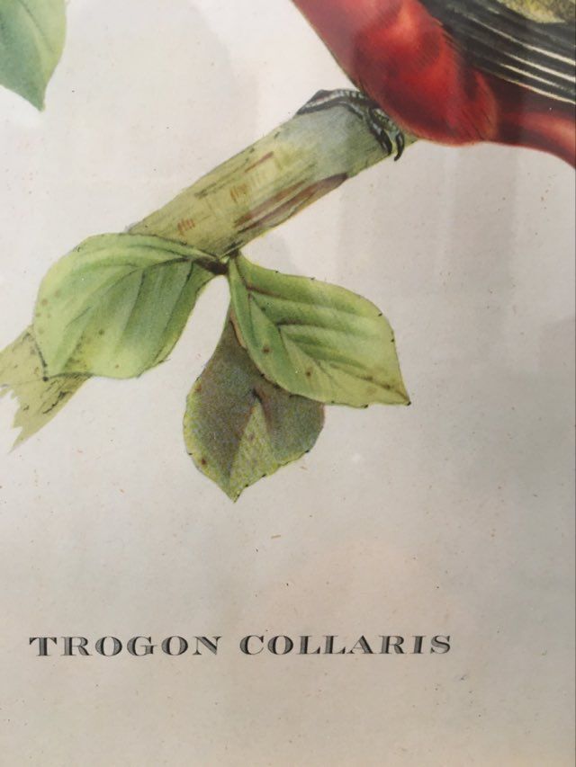 Ornithological board "Trogon collaris" J-E Gould