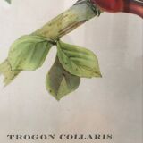 Ornithological board "Trogon collaris" J-E Gould