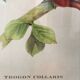 Ornithological board "Trogon collaris" J-E Gould