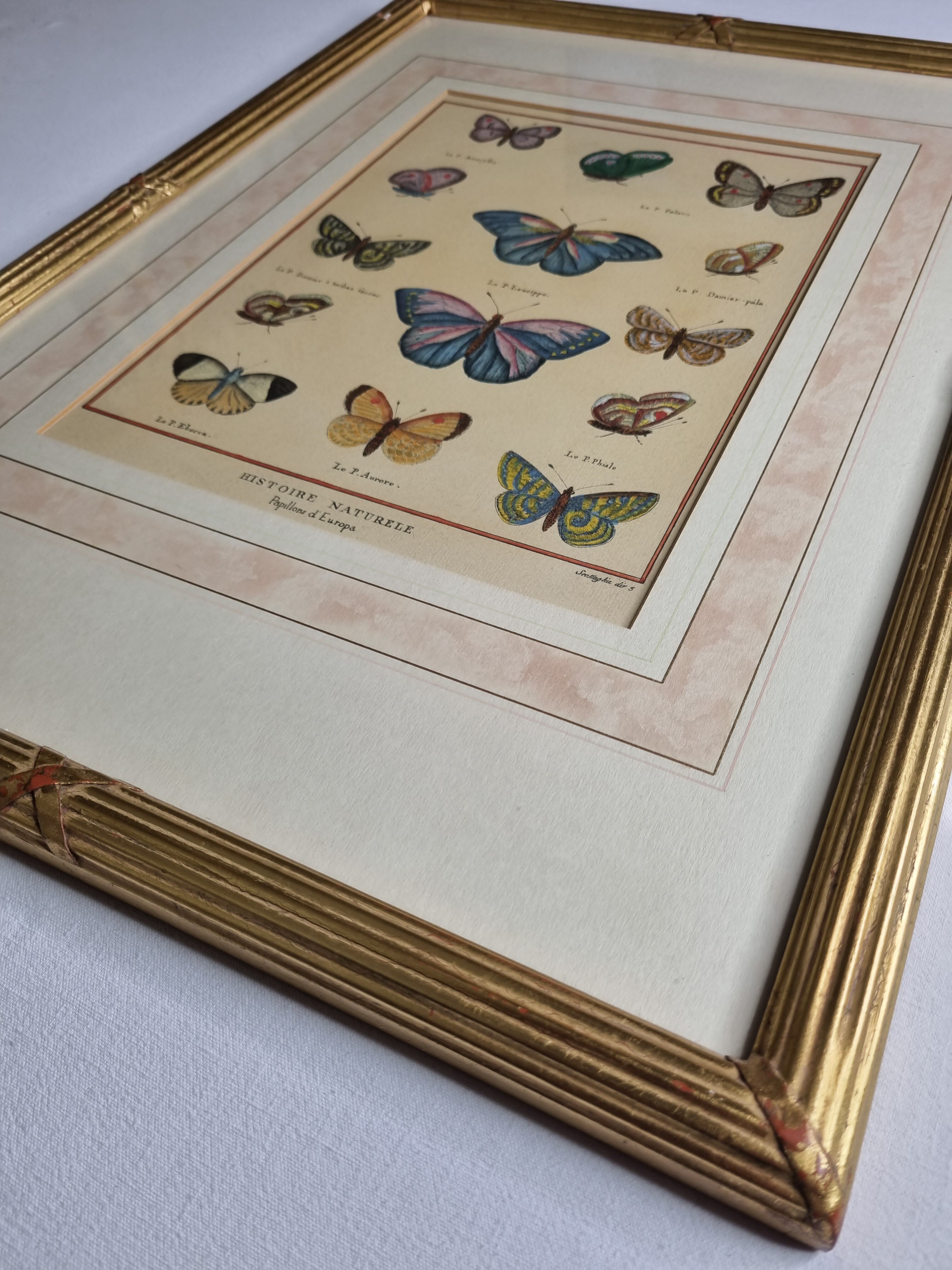 Natural history plate, "The Butterflies of Europe", after Pietro Scattaglia, XVIIIth