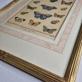 Natural history plate, "The Butterflies of Europe", after Pietro Scattaglia, XVIIIth