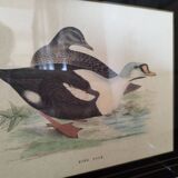 Gravure canard royal