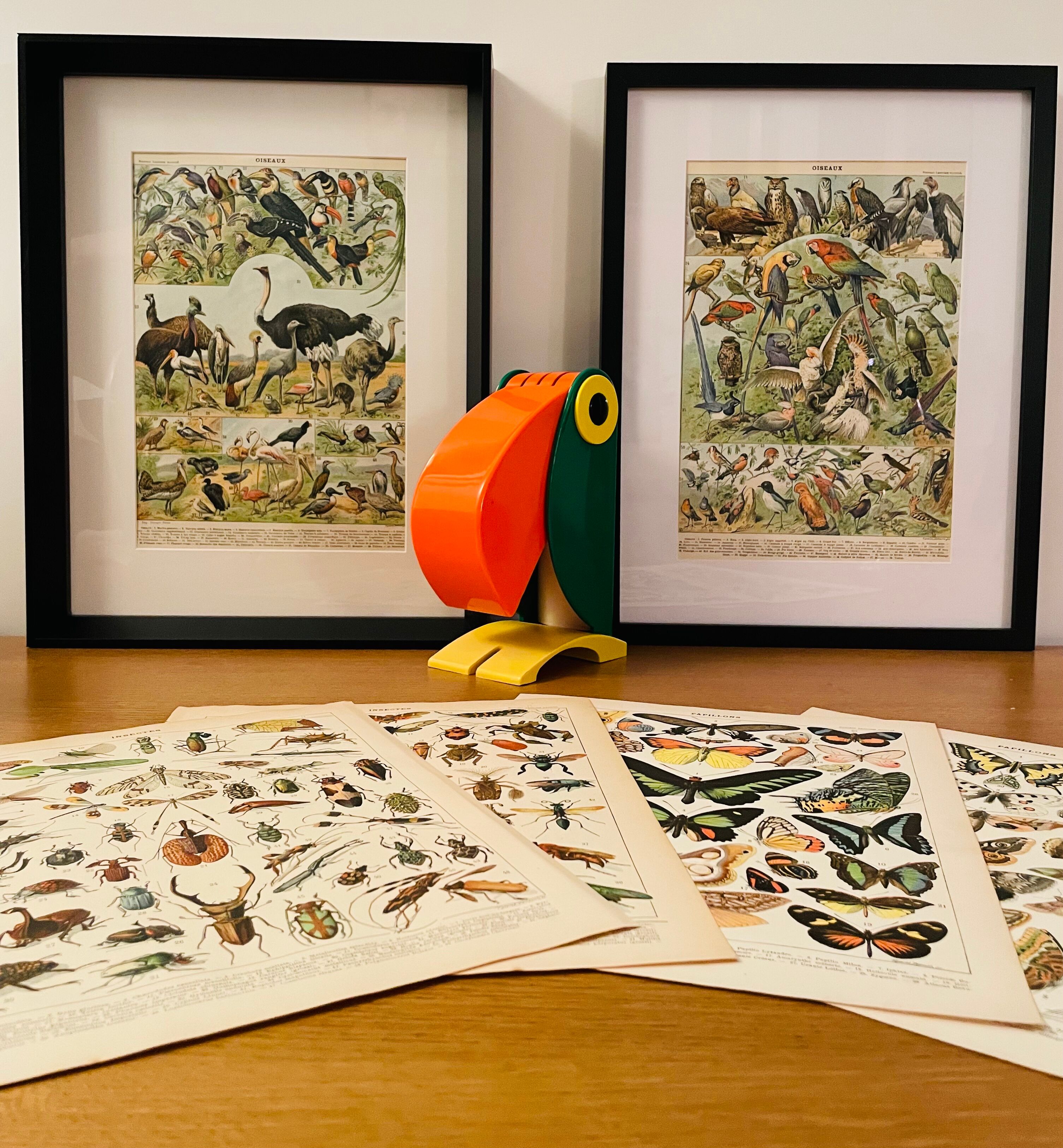 Lithograph on birds from 1911