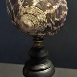Cabinet of Curiosities shell tectus niloticus on base