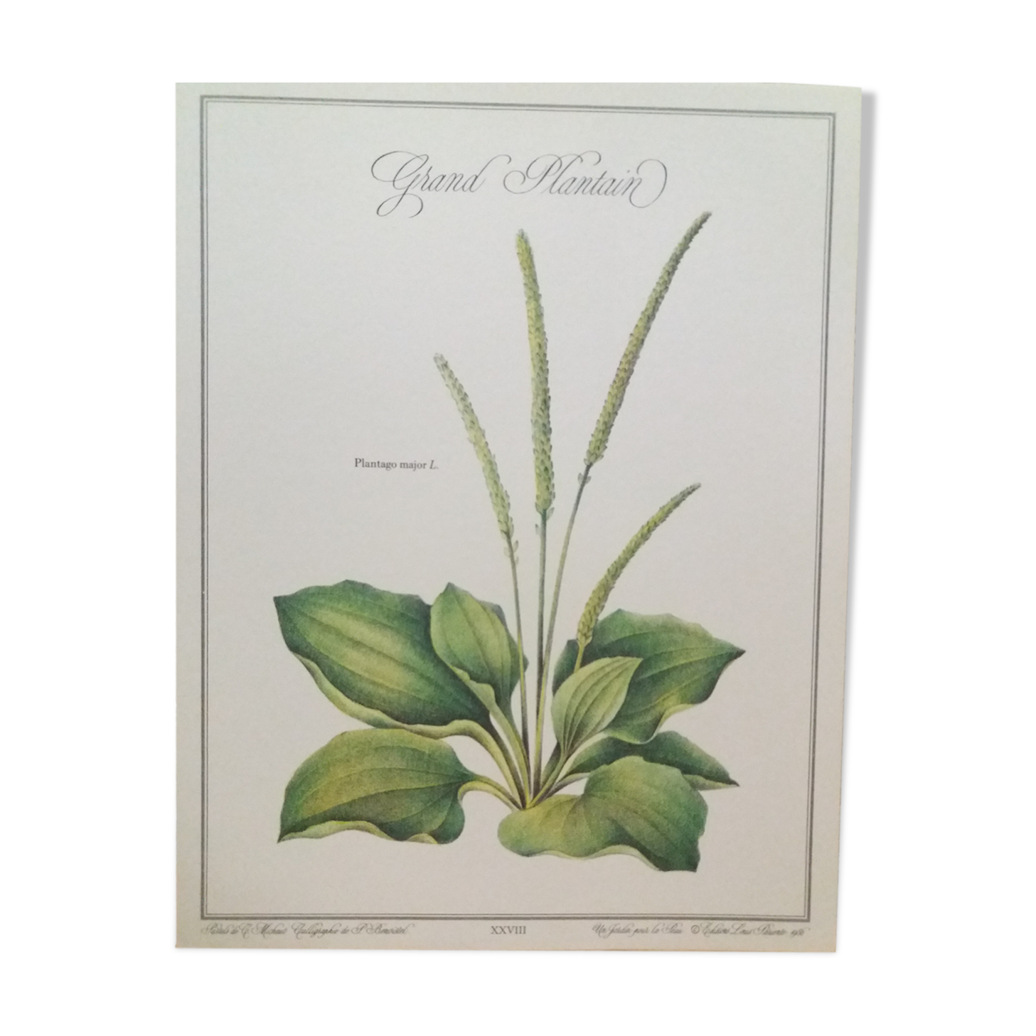 Grand Plantain botanical plank