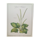Grand Plantain botanical plank
