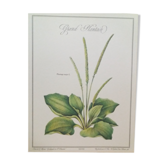 Planche botanique Grand Plantain
