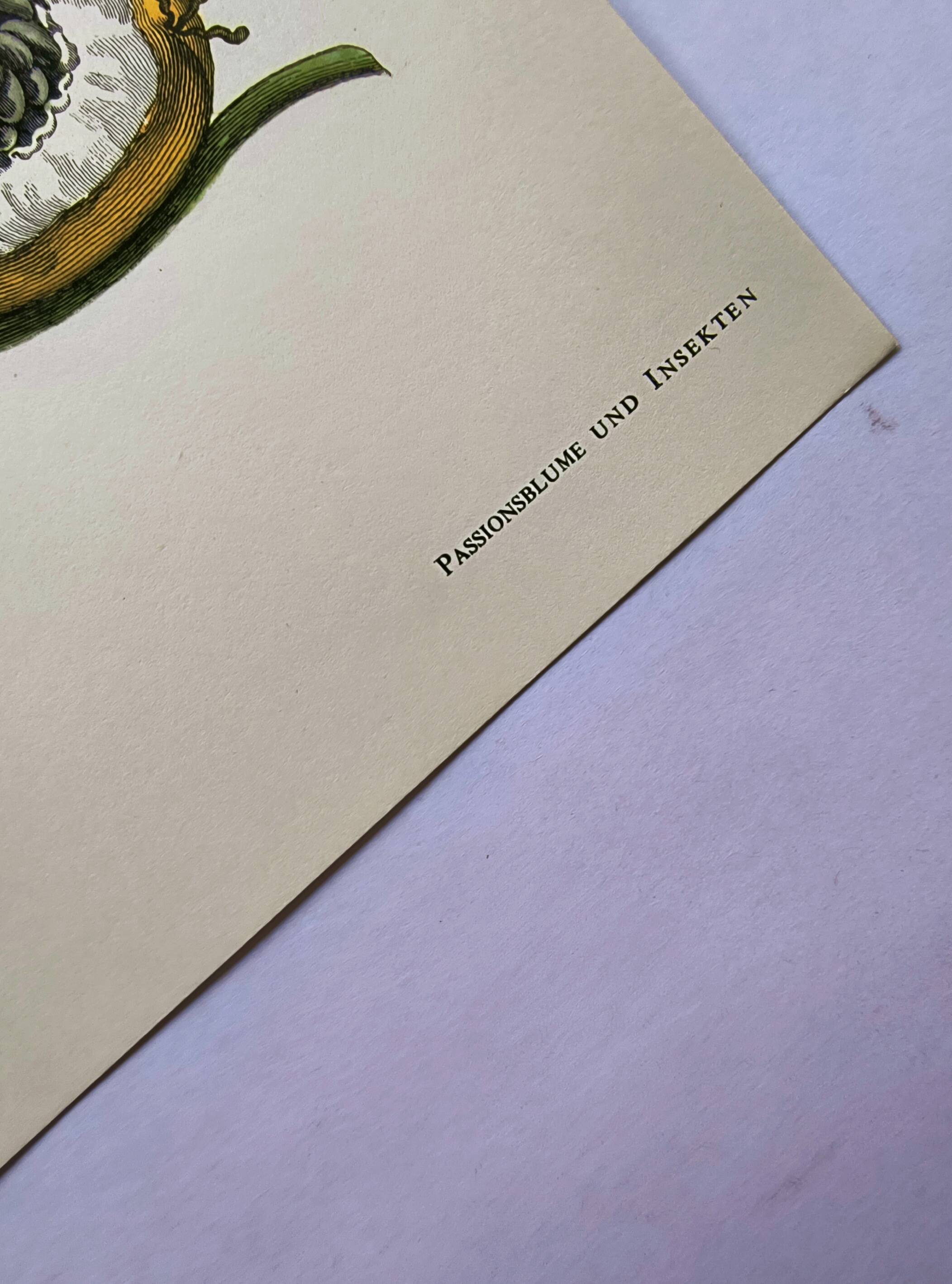 Vintage illustration. Passion flower by Merian - botanical plate