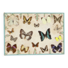 Collection de papillons encadrés insectes en peluche taxidermie 16 pièces 42x29cm