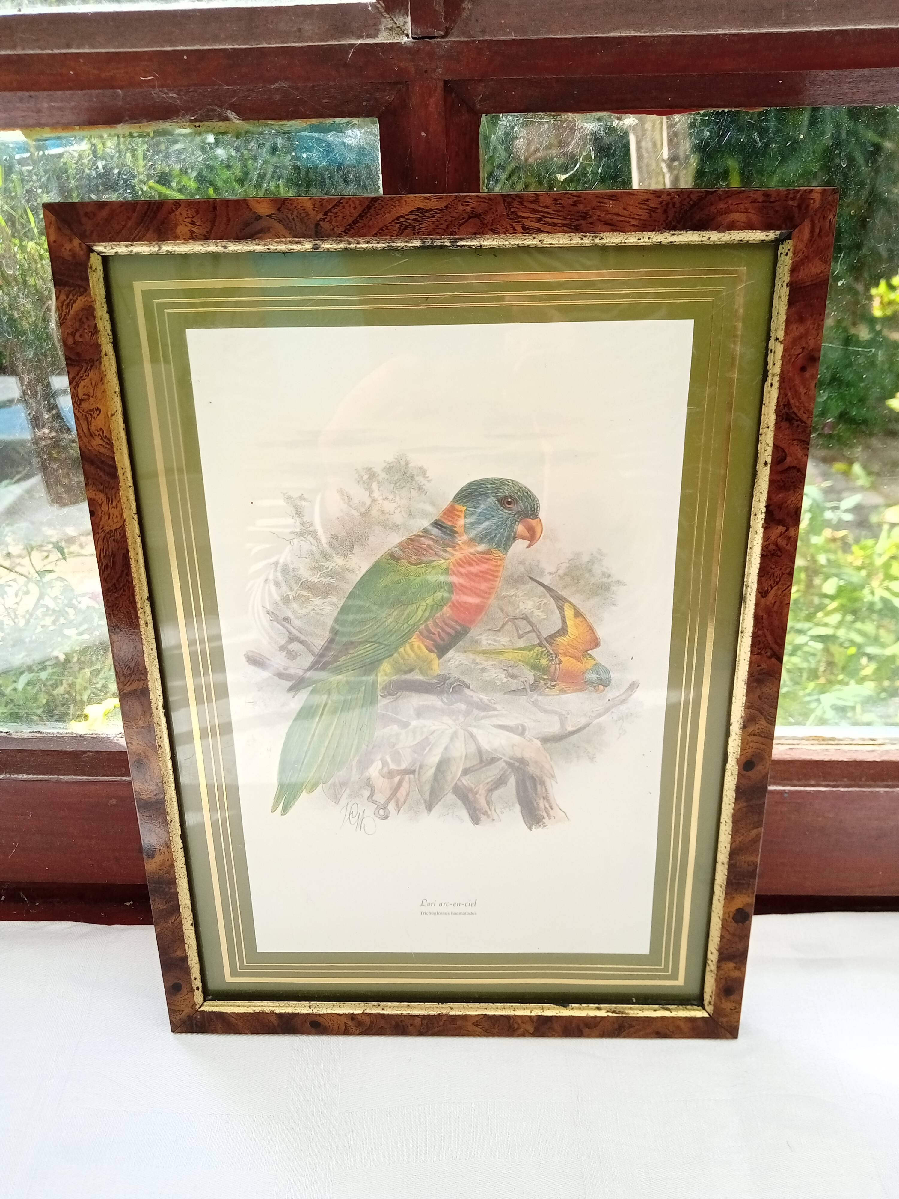 Tableau oiseau Lori
