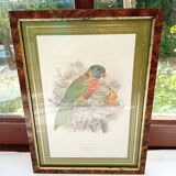 Tableau oiseau Lori