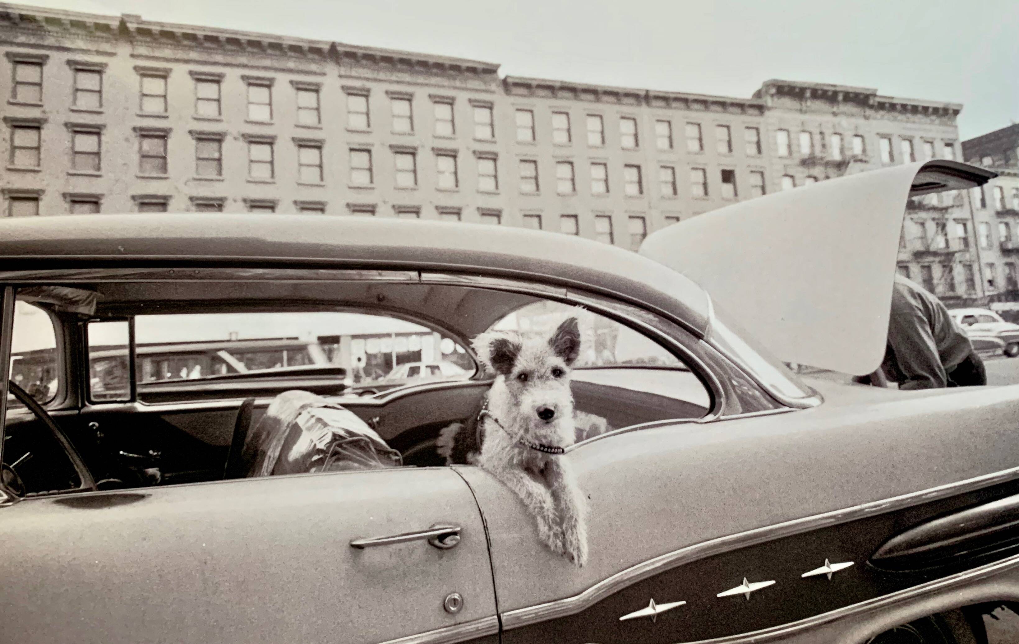 “Dog Leaning Out Car Window” – 1960, New York - Photo by Angelo Rizzuto