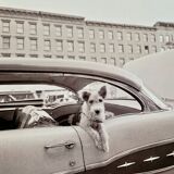 “Dog Leaning Out Car Window” – 1960, New York - Photo by Angelo Rizzuto