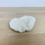 Natural White Fungia Coral