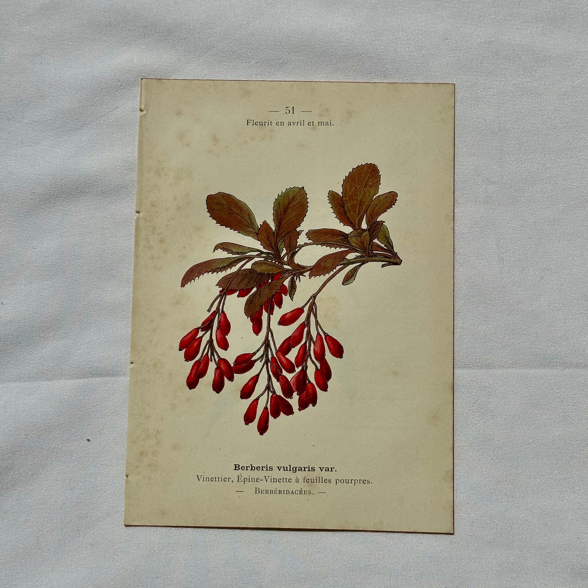 19th-century botanical engraving, double-sided, hand-coloured, plant from France.