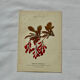 19th-century botanical engraving, double-sided, hand-coloured, plant from France.