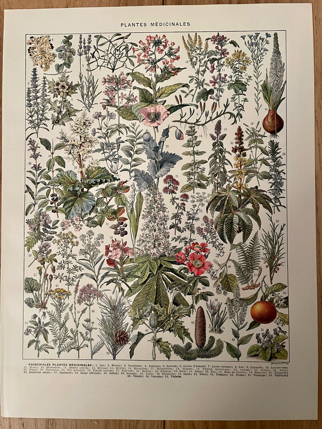 Set of 2 lithographs on XXth flowers