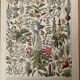 Set of 2 lithographs on XXth flowers