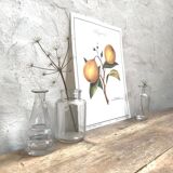 Bergamotier botanical board