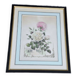 P J Redouté - Bouquet of Roses Redouté