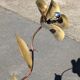 Vintage Brass Flower Floor Lamp - Hollywood Regency Style 1960s/1970s