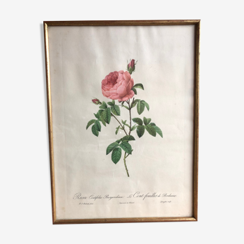 Old lithography botanical plate rose hundred leaves bordeaux vintage