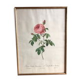 Old lithography botanical plate rose hundred leaves bordeaux vintage