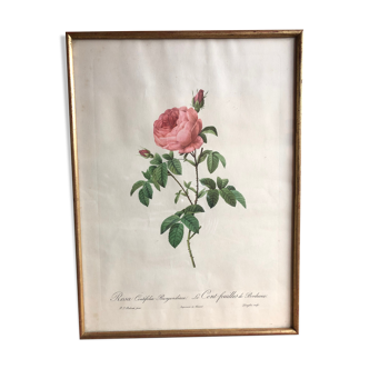 Old lithography botanical plate rose hundred leaves bordeaux vintage