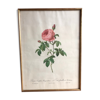 Ancienne lithographie planche botanique rose cent feuilles bordeaux vintage