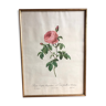 Old lithography botanical plate rose hundred leaves bordeaux vintage